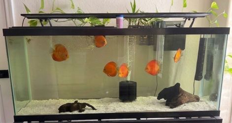 55 gallon Aquarium tank with extras (no fish)