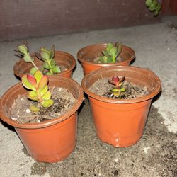 Baby succulents