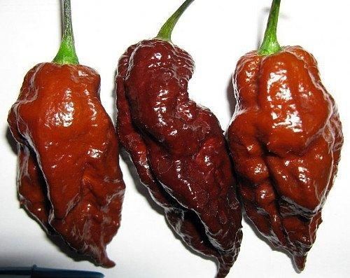 Chocolate Bhutlah rare super hot pepper plants