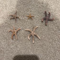 Tiny starfish