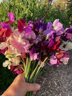 Cottage Garden Flower Farm is booking now for all types of spring/ summer events 🌸🌷🌿