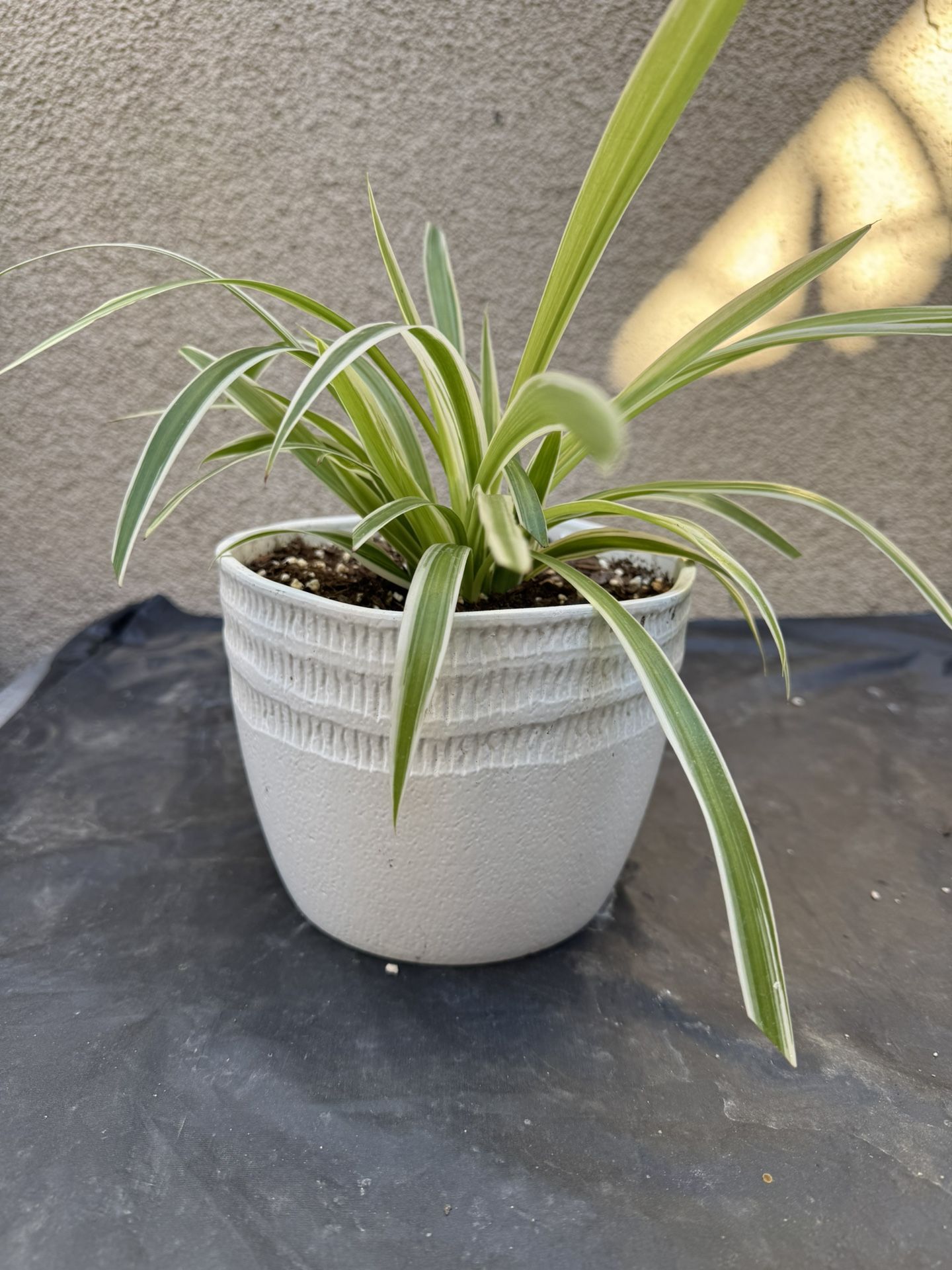 Spider Plant