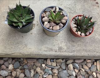 Gasteraloe flow SPIKE ALOE