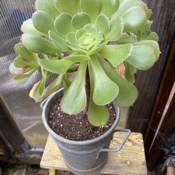 Aeonium Arboreum (**Means Tree-Like**)