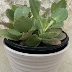 Kalanchoe Daigremontiana Succulent , plant of Madagascar 