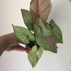 Beautiful Pink Confetti Syngonium Plant 