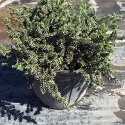 Juniper Blue Pacific - 3 Gallons