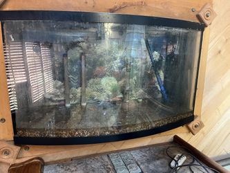 Bow Front Aquarium