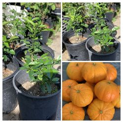 Organic Semi Dwarf Sweet Honey Mandarin Tangerine Murcott Citrus Fruit Tree seedling 5 Gallon Pot Live Plant Around 2 to 3 FT tall