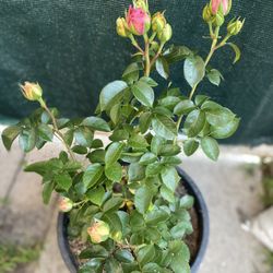 Belinda’s Dream Rose Bush Plant, In 5 Gallons Por Pick Up Only 
