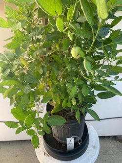 F4- Pepino Plant 長生果樹