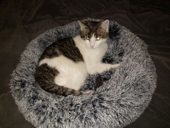 Plush Soft Cat Or Dog Bed