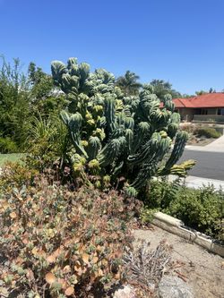 Blue Myrtle Cactus 4ft Roughly