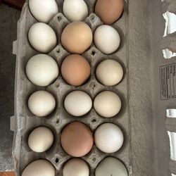 Fresh Fertile Hatching Eggs