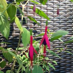 Upright HARDY FUCHSIA Magellanica🎋 Young Perennial Plant . The Last Pic Shows The Mather Plant.
