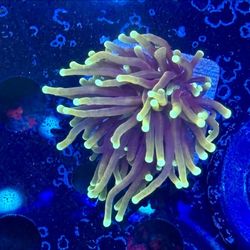 Hell Fire Torch Display Decor