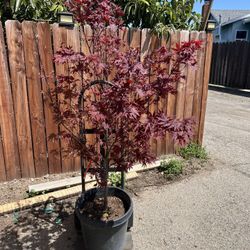 Japanese maple