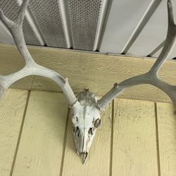 Deer Head
