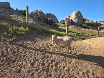 Free fill dirt dump spot Nuevo