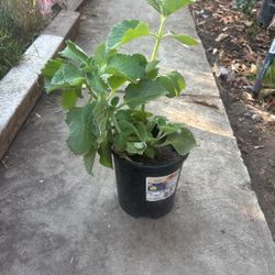 Oregano