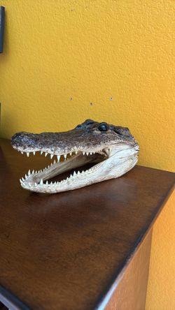 Alligator taxidermy