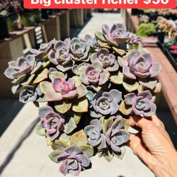 Echeveria Richer Cluster Succulent 