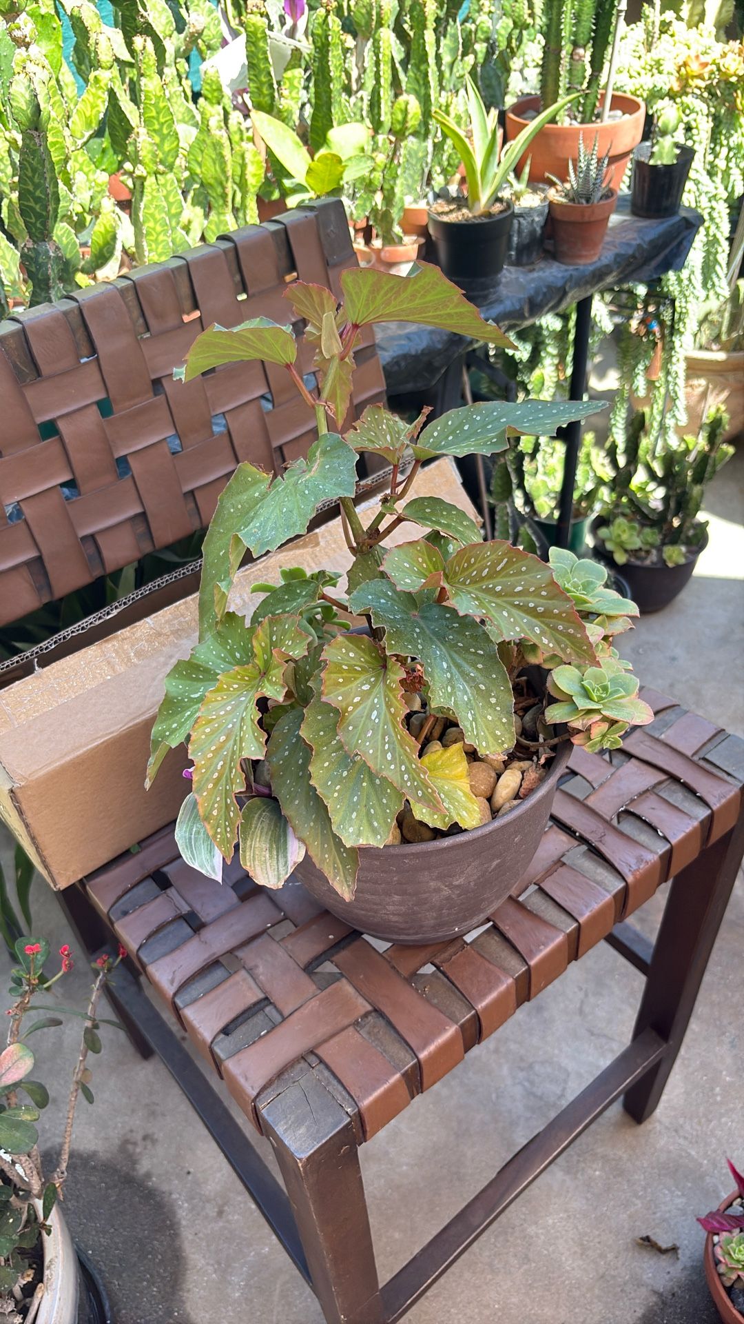 Begonia Lercerna Plant With Pot