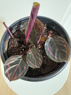 Calathea Dottie Plant