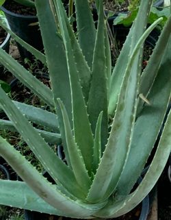 Aloe in pot and tools
