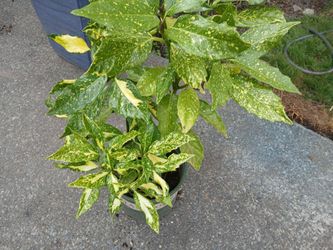 Spotted Laurel Japanese Acuba