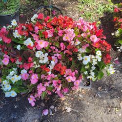 BEGONIAS ANNUALS PLANTS 