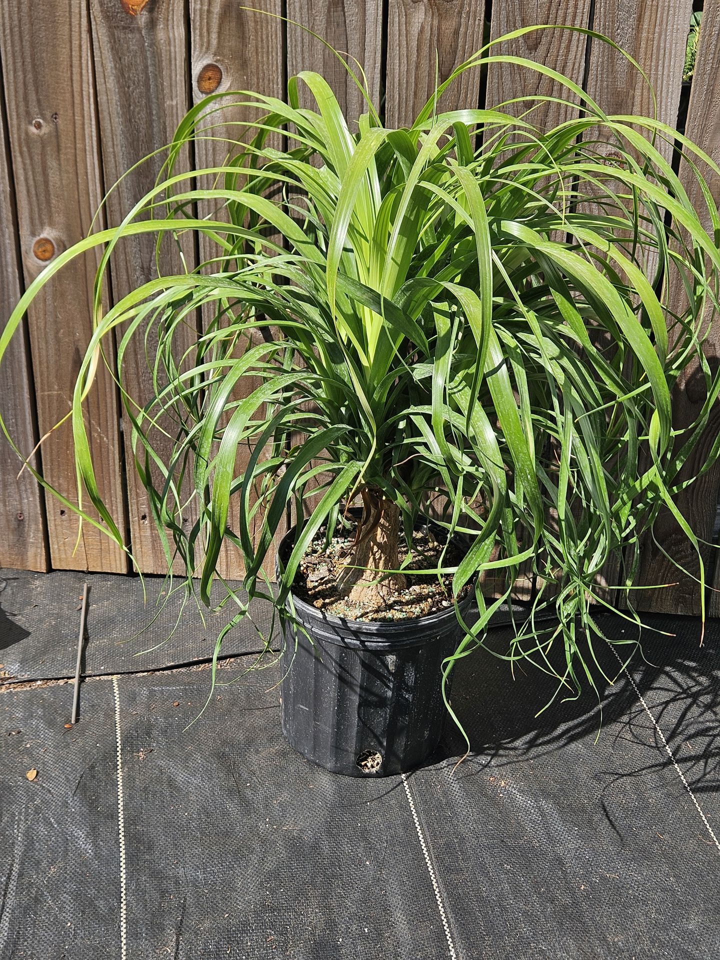 Ponytail palm in 3 gallons pot live plants