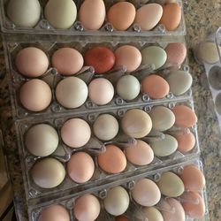Free range chicken eggs