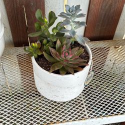 Potted Succulent 