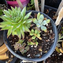 Succulent  6” Pot