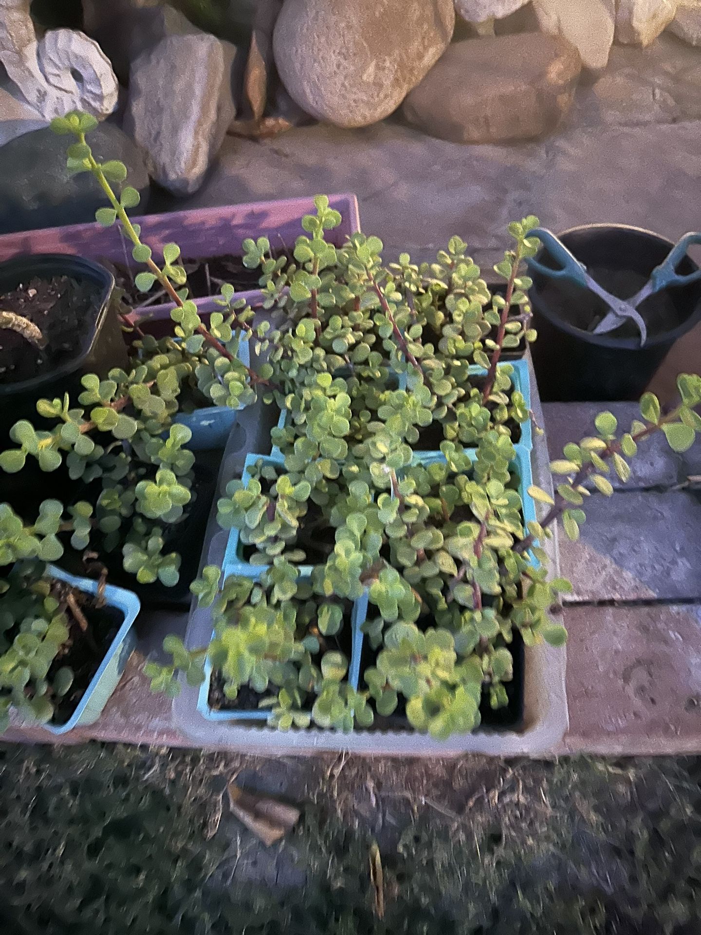 Elephant Food / Bush