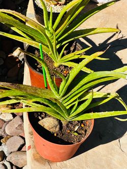 Aloe Vera