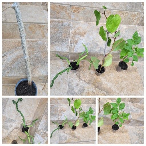 Tindora, betal , Nalleru, jasmine plants with optional free plants