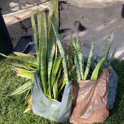 FREE Snake Plants 