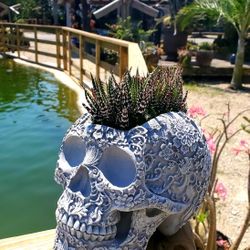 Plantern Gray Cement Skull Plantern With Succulents.