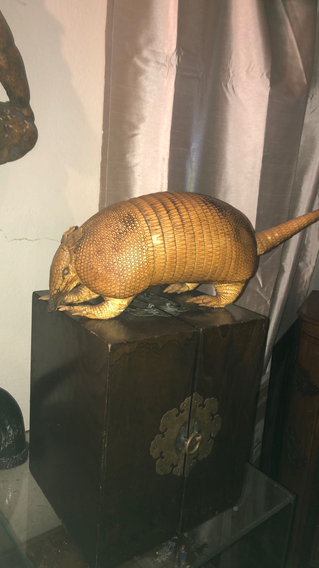 armadillo