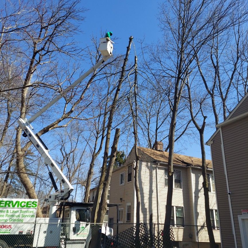 Tree Work