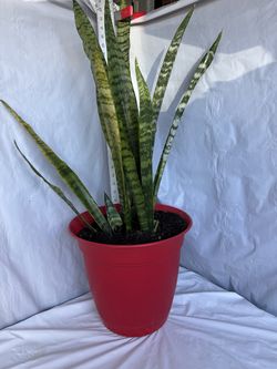 Sansiveria in a red pot $20.00