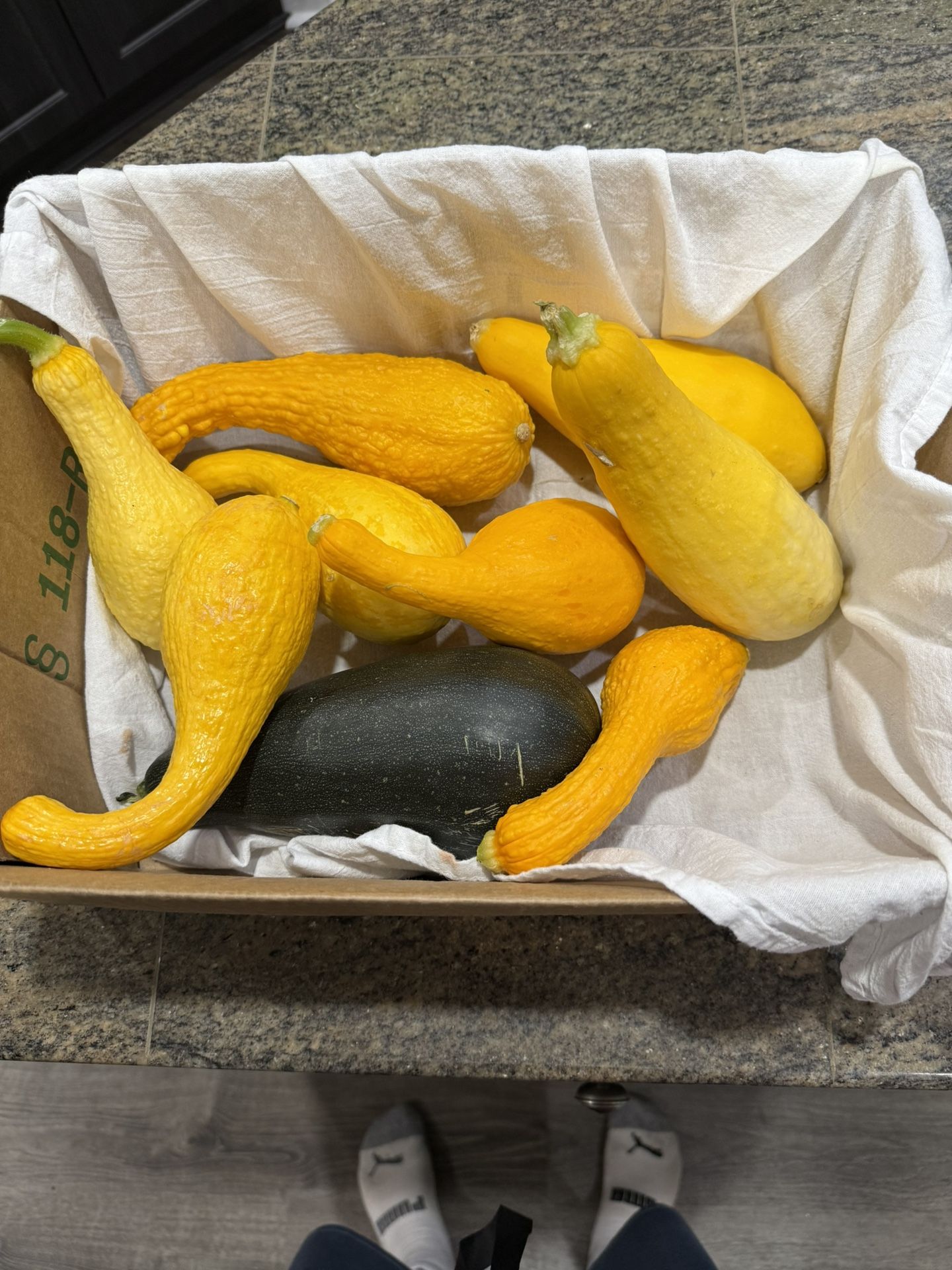 Free Squash
