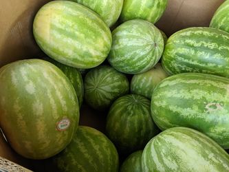 Watermelon