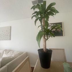 Dracaena Fragrans