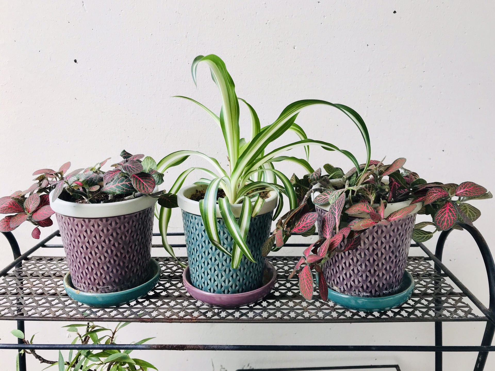 3 Houseplants with Pots