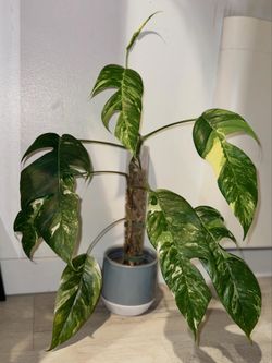 Variegated Epipremnum Pinnatum