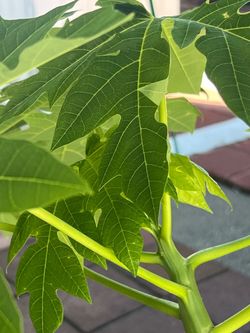 Hawaii papaya