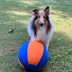 Herding Ball For Dog